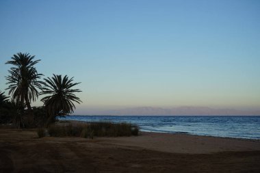 Akabe Körfezi 'nin Kızıldeniz kıyısında hurma ağaçları... Phoenix Dactylifera, Arecaceae familyasından bir bitki türü. Dahab, Mısır 
