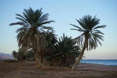 Akabe Körfezi 'nin Kızıldeniz kıyısında hurma ağaçları... Phoenix Dactylifera, Arecaceae familyasından bir bitki türü. Dahab, Mısır 
