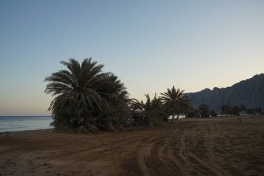 Akabe Körfezi 'nin Kızıldeniz kıyısında hurma ağaçları... Phoenix Dactylifera, Arecaceae familyasından bir bitki türü. Dahab, Mısır 