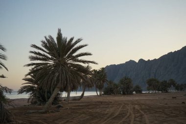 Akabe Körfezi 'nin Kızıldeniz kıyısında hurma ağaçları... Phoenix Dactylifera, Arecaceae familyasından bir bitki türü. Dahab, Mısır 