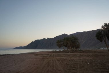 Akabe Körfezi 'nin Kızıldeniz kıyısında hurma ağaçları... Phoenix Dactylifera, Arecaceae familyasından bir bitki türü. Dahab, Mısır 