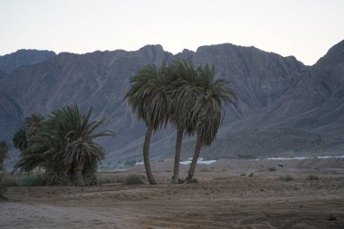 Otel ve dağ manzaralı güzel bir akşam manzarası. Dahab, Güney Sina Valiliği, Mısır