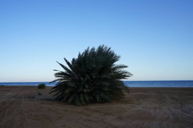 Akabe Körfezi 'nin Kızıldeniz kıyısında hurma ağaçları... Phoenix Dactylifera, Arecaceae familyasından bir bitki türü. Dahab, Mısır 