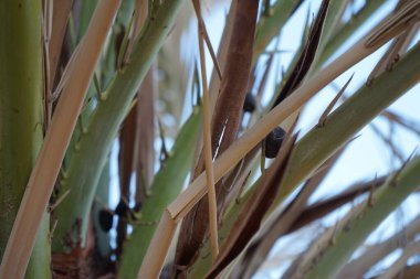 Ekim ayında da hurma ağaçları. Anka Dactylifera, palmiye palmiyesi veya hurma palmiyesi, palmiye familyasından bir bitki türü. Dahab, Güney Sina Valiliği, Mısır