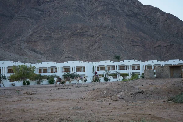 Καραβάνι Καμήλα Πηγαίνει Φόντο Ξενοδοχείο Και Βουνά Dahab Κυβέρνηση Νοτίου — Φωτογραφία Αρχείου