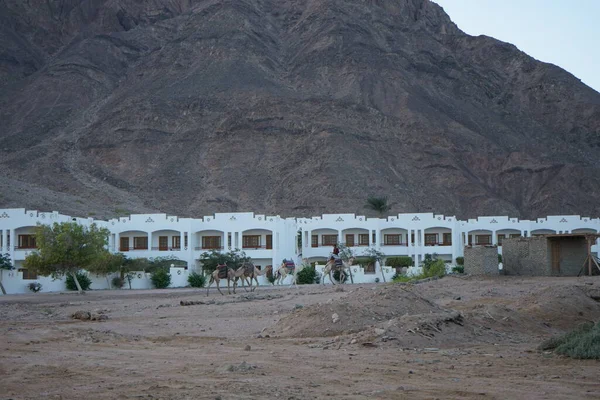 Deve kervanı otelin arka planına ve dağlara doğru gidiyor. Dahab, Güney Sina Valiliği, Mısır
