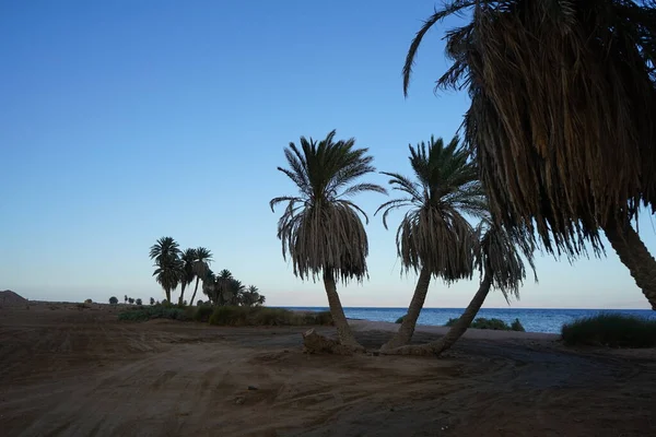 Palmiers Dattiers Sur Les Rives Mer Rouge Dans Golfe Aqaba — Photo