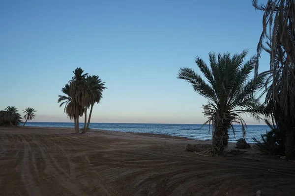 Palmiers Dattiers Sur Les Rives Mer Rouge Dans Golfe Aqaba — Photo
