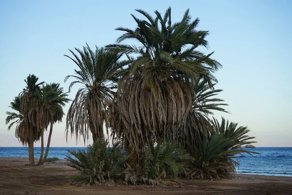 Akabe Körfezi 'nin Kızıldeniz kıyısında hurma ağaçları... Phoenix Dactylifera, Arecaceae familyasından bir bitki türü. Dahab, Mısır 
