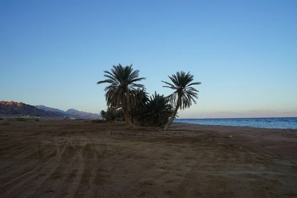 Palmeras Datileras Las Orillas Del Mar Rojo Golfo Aqaba Phoenix —  Fotos de Stock