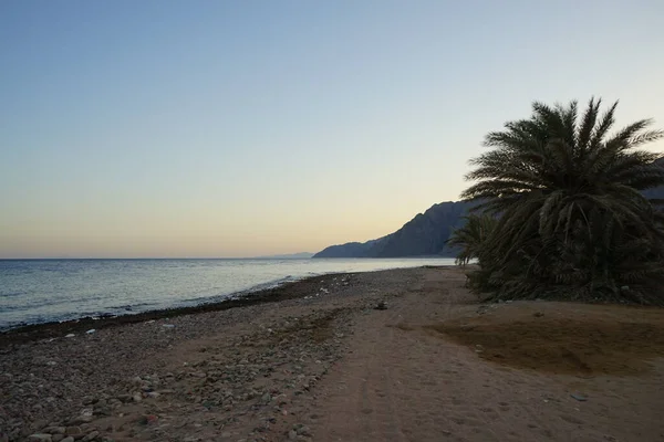 Palmeiras Data Nas Margens Mar Vermelho Golfo Aqaba Phoenix Dactylifera — Fotografia de Stock