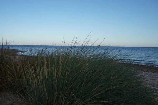 Gras Aan Rode Zee Kust Golf Van Akaba Dahab Gouvernement — Stockfoto