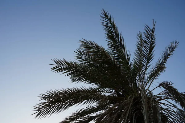 Ekim Ayında Hurma Ağaçları Anka Dactylifera Palmiye Palmiyesi Veya Hurma — Stok fotoğraf