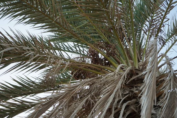 Dattelpalmen Mit Datteln Oktober Phoenix Dactylifera Die Dattelpalme Oder Dattelpalme — Stockfoto