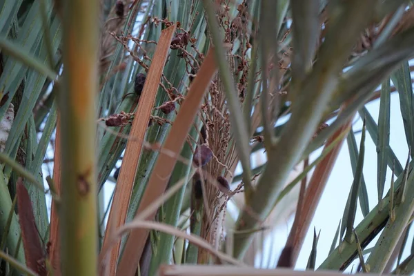 Dattelpalmen Mit Datteln Oktober Phoenix Dactylifera Die Dattelpalme Oder Dattelpalme — Stockfoto