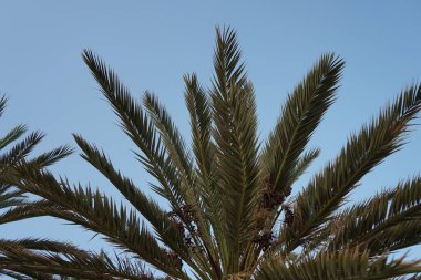 Ekim ayında da hurma ağaçları. Anka Dactylifera, palmiye palmiyesi veya hurma palmiyesi, palmiye familyasından bir bitki türü. Dahab, Güney Sina Valiliği, Mısır
