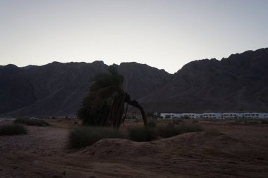  Phoenix Dactylifera, Arecaceae familyasından bir bitki türü. Dahab, Mısır 