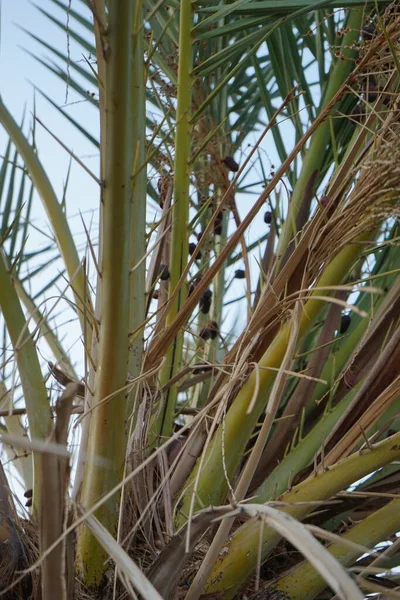 Palmeiras Data Com Datas Outubro Phoenix Dactylifera Uma Espécie Angiospermas — Fotografia de Stock