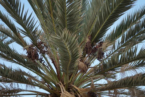 10月の日付のヤシ フェニックスDactylifera ナツメヤシやナツメヤシは ヤシ科の開花植物の一種です エジプト南シナイ県ダハブ — ストック写真