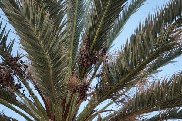 Palmiers Dattiers Avec Dates Octobre Phoenix Dactylifera Est Une Espèce — Photo