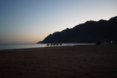 Akabe Körfezi 'nde gün batımında atlılarla Kızıl Deniz üzerinde develer. Dahab, Güney Sina Valiliği, Mısır 