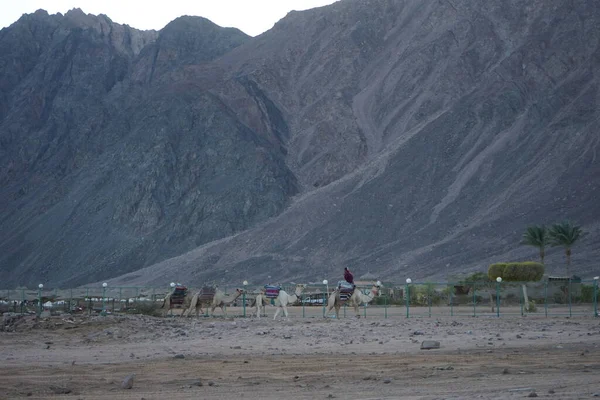Καραβάνι Καμήλα Πηγαίνει Στο Φόντο Των Βουνών Dahab Κυβέρνηση Νοτίου — Φωτογραφία Αρχείου