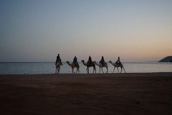 Kameler Med Ryttare Vid Solnedgången Över Röda Havet Akababukten Dahab — Stockfoto