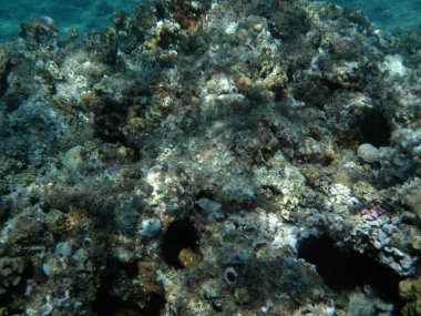 Dahab 'ın sualtı dünyası. Kızıl Deniz 'de balıklı mercan kayalıkları. Resif, canlı organizmalar tarafından oluşturulan biyojeolojik bir yapıdır. Su altı fotoğrafçılığı. Dahab, Güney Sina Valiliği, Mısır   