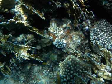 Dahab 'ın sualtı dünyası. Kızıl Deniz 'de balıklı mercan kayalıkları. Resif, canlı organizmalar tarafından oluşturulan biyojeolojik bir yapıdır. Su altı fotoğrafçılığı. Dahab, Güney Sina Valiliği, Mısır  