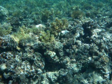 Dahab 'ın sualtı dünyası. Kızıl Deniz 'de balıklı mercan kayalıkları. Resif, canlı organizmalar tarafından oluşturulan biyojeolojik bir yapıdır. Su altı fotoğrafçılığı. Dahab, Güney Sina Valiliği, Mısır  