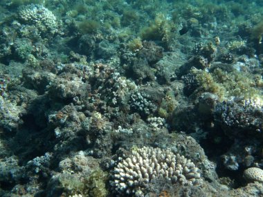 Dahab 'ın sualtı dünyası. Kızıl Deniz 'de balıklı mercan kayalıkları. Resif, canlı organizmalar tarafından oluşturulan biyojeolojik bir yapıdır. Su altı fotoğrafçılığı. Dahab, Güney Sina Valiliği, Mısır  