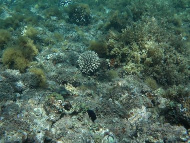 Dahab 'ın sualtı dünyası. Kızıl Deniz 'de balıklı mercan kayalıkları. Resif, canlı organizmalar tarafından oluşturulan biyojeolojik bir yapıdır. Su altı fotoğrafçılığı. Dahab, Güney Sina Valiliği, Mısır  