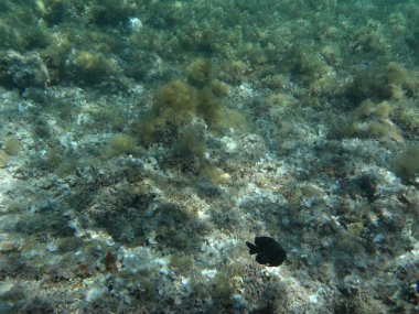 Dahab 'ın sualtı dünyası. Kızıl Deniz 'de balıklı mercan kayalıkları. Resif, canlı organizmalar tarafından oluşturulan biyojeolojik bir yapıdır. Su altı fotoğrafçılığı. Dahab, Güney Sina Valiliği, Mısır  