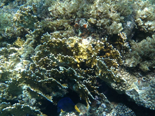 ダハブの水中世界 紅海の魚とサンゴのサンゴ礁 サンゴ礁は生物によって形成される生物学的構造である 水中写真 エジプト南シナイ県ダハブ — ストック写真