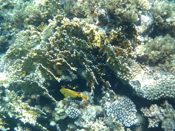 Mundo Submarino Dahab Arrecife Coral Con Peces Mar Rojo Arrecife — Foto de Stock