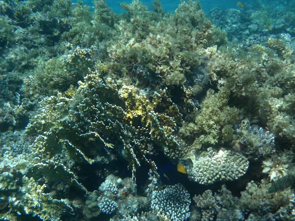 Mondo Sottomarino Dahab Barriera Corallina Con Pesci Nel Mar Rosso — Foto Stock