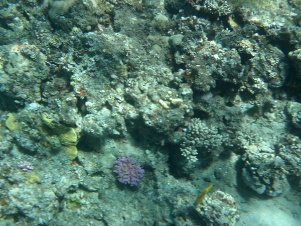 Dahab Sualtı Dünyası Kızıl Deniz Balıklı Mercan Kayalıkları Resif Canlı — Stok fotoğraf