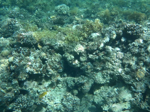 Mondo Sottomarino Dahab Barriera Corallina Con Pesci Nel Mar Rosso — Foto Stock
