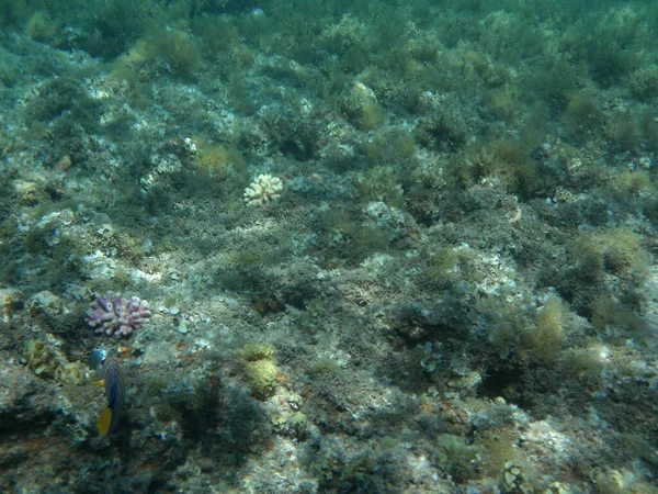 ダハブの水中世界 紅海の魚とサンゴのサンゴ礁 サンゴ礁は生物によって形成される生物学的構造である 水中写真 エジプト南シナイ県ダハブ — ストック写真