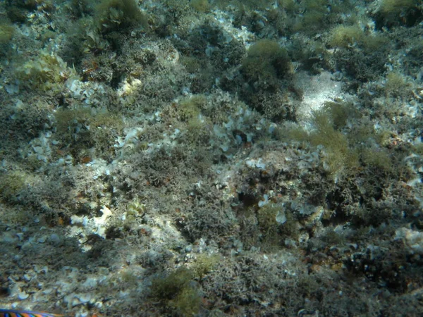 Υποβρύχιος Κόσμος Του Dahab Κοραλλιογενής Ύφαλος Ψάρια Στην Ερυθρά Θάλασσα — Φωτογραφία Αρχείου