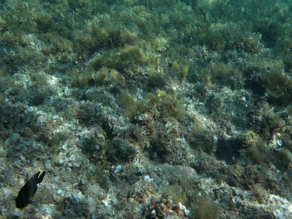 ダハブの水中世界 紅海の魚とサンゴのサンゴ礁 サンゴ礁は生物によって形成される生物学的構造である 水中写真 エジプト南シナイ県ダハブ — ストック写真