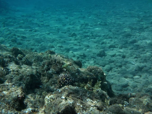 Mundo Submarino Dahab Arrecife Coral Con Peces Mar Rojo Arrecife — Foto de Stock