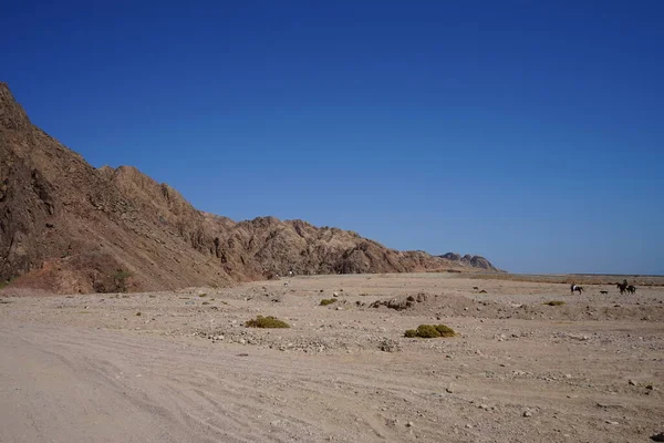 Ridare Hästryggen Malakot Mountain Oas Turist Plats Dahab Södra Sinai — Stockfoto