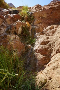 Malakot Dağı vahasındaki dağ dereleri ve bitki örtüsü. Dahab, Güney Sina Valiliği, Mısır 
