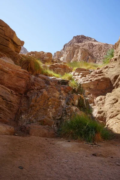 Gebirgsbäche Und Vegetation Der Oase Malakot Dahab South Sinai Governorate — Stockfoto