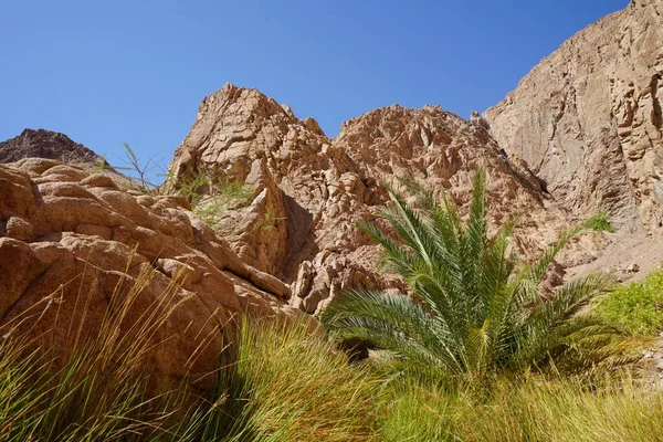 Bergbeken Vegetatie Malakot Mountain Oasis Toeristische Site Dahab Gouvernement Zuid — Stockfoto