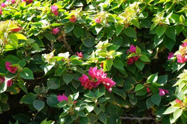 Bougainvillea spectabilis, çiçekli bir bitki türüdür. Dahab, Güney Sina Valiliği, Mısır