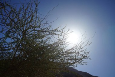 Güneş Vachellia tortilis subsp 'inin dallarından parlıyor. raddiana. Vachellia tortilis, (