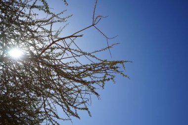 Güneş Vachellia tortilis subsp 'inin dallarından parlıyor. raddiana. Vachellia tortilis, (