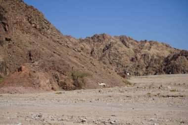 Malakot Dağı vahasındaki dağların arka planında bir deve. Dahab, Güney Sina Valiliği, Mısır 